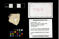 Foto (Objekt + Etikett) von Pithonoton marginatum (von Meyer, 1842)  (NHMW-GEO-2014-0194-0867)